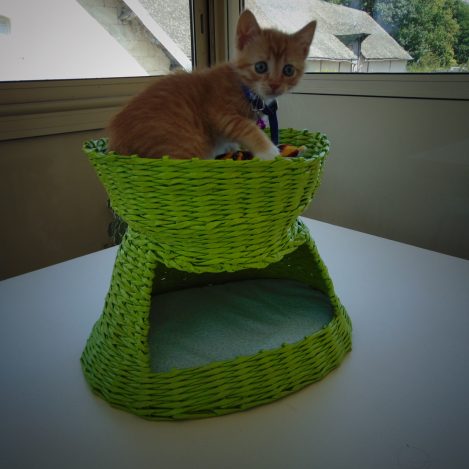 panier à chat vert anis réalisé en Eco Vannerie