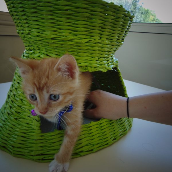 panier à chat vert anis présenté avec chat