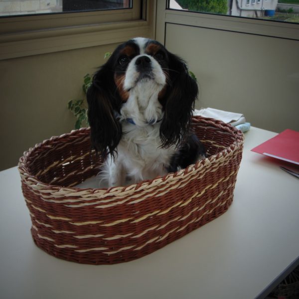 panière à chien en papier journal avec un Cavalier King Charles panière à chien en papier journal avec un Cavalier King Charles